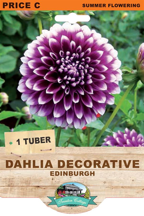 Dahlia Decorative - Edinburgh (Pack of 1 Tuber) - Happy Valley Seeds