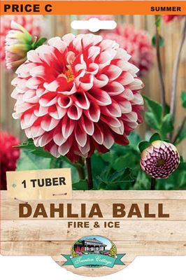 Dahlia Decorative - Fire & Ice (Pack of 1 Tuber) - Happy Valley Seeds
