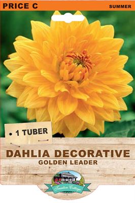 Dahlia Decorative - Golden Leader (Pack of 1 Tuber) - Happy Valley Seeds