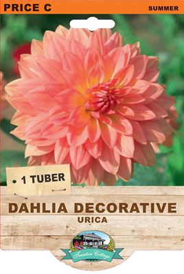 Dahlia Decorative - Urica (Pack of 1 Tuber) - Happy Valley Seeds