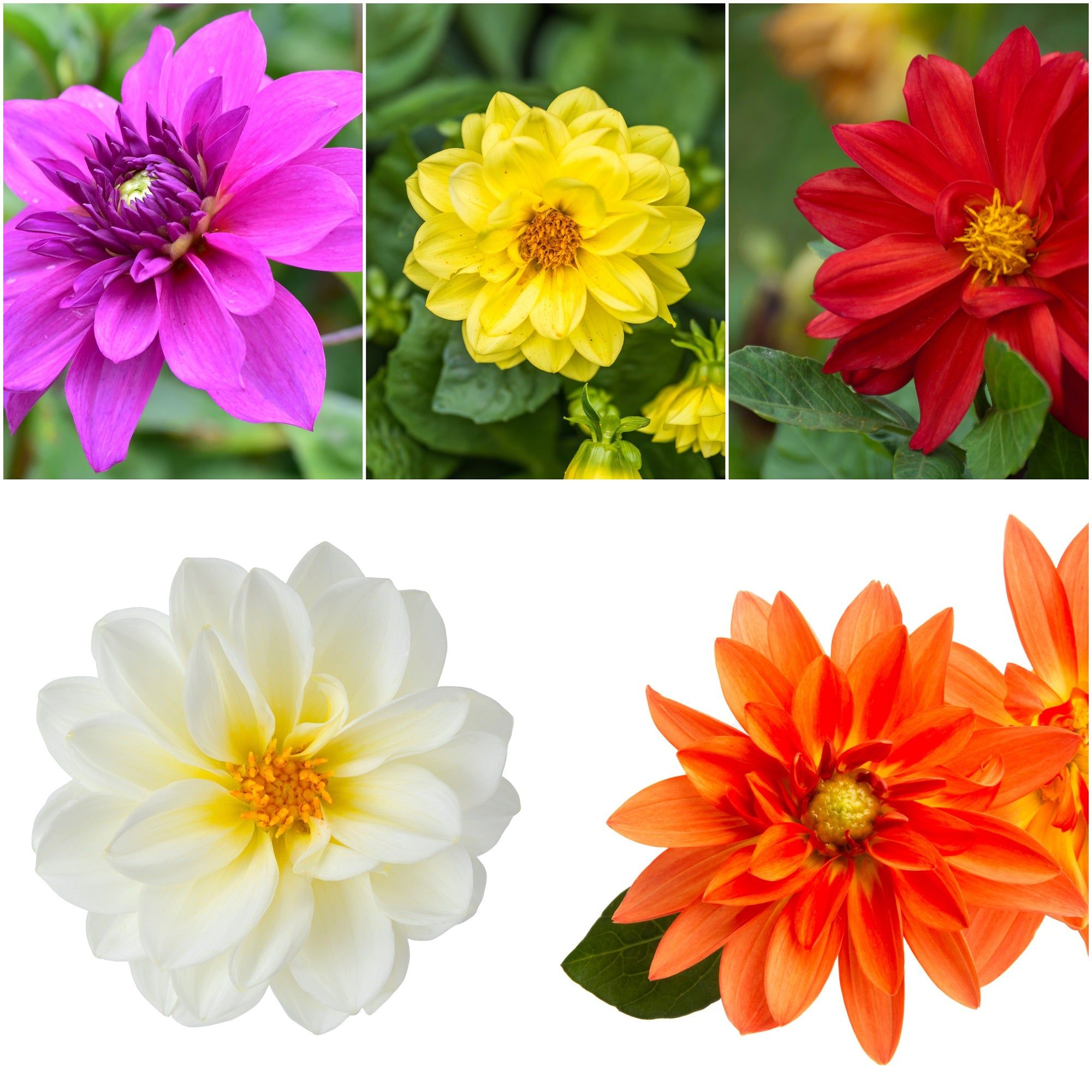 Dahlia - Delight Mixed seeds
