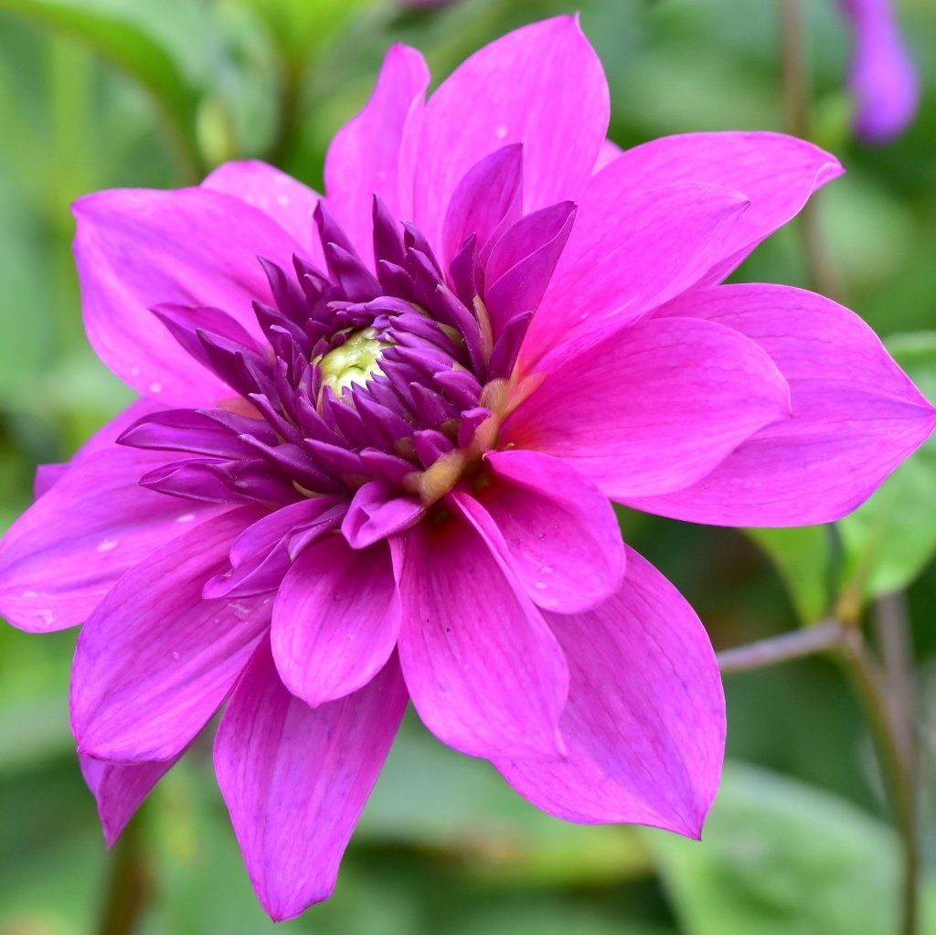 Buy Dahlia Delight Violet Shades seeds Online Happy Valley Seeds