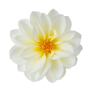 Dahlia - Delight White Shades seeds