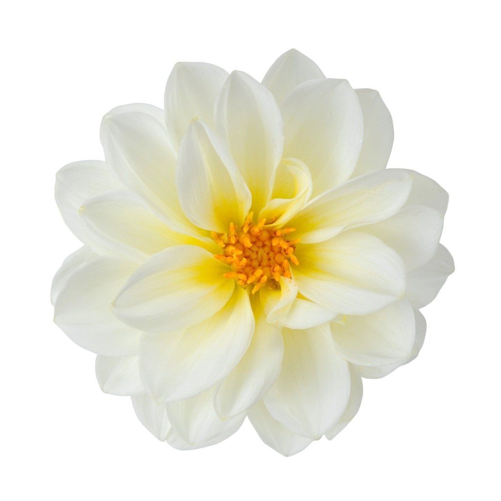 Dahlia - Delight White Shades seeds - Happy Valley Seeds