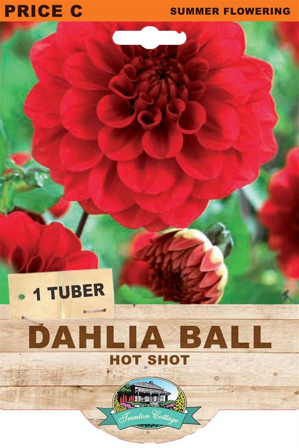 Dahlia Hot Shot (Pack of 1 Bulb) - Happy Valley Seeds