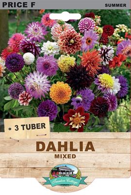 Dahlia Mixed Colours (Pack of 3 Bulbs) - Happy Valley Seeds