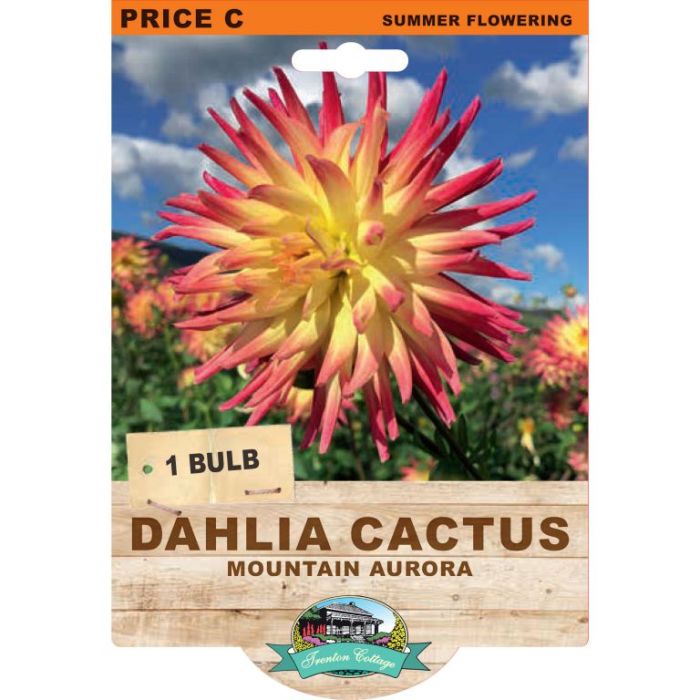 Dahlia Mountain Aurora (Pack of 1 Bulb) - Happy Valley Seeds