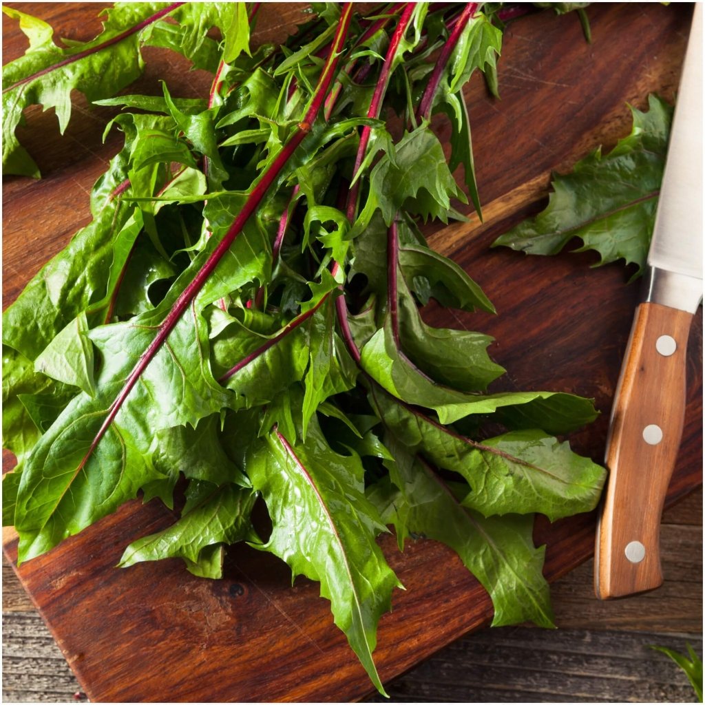 Dandelion Red seeds - Happy Valley Seeds