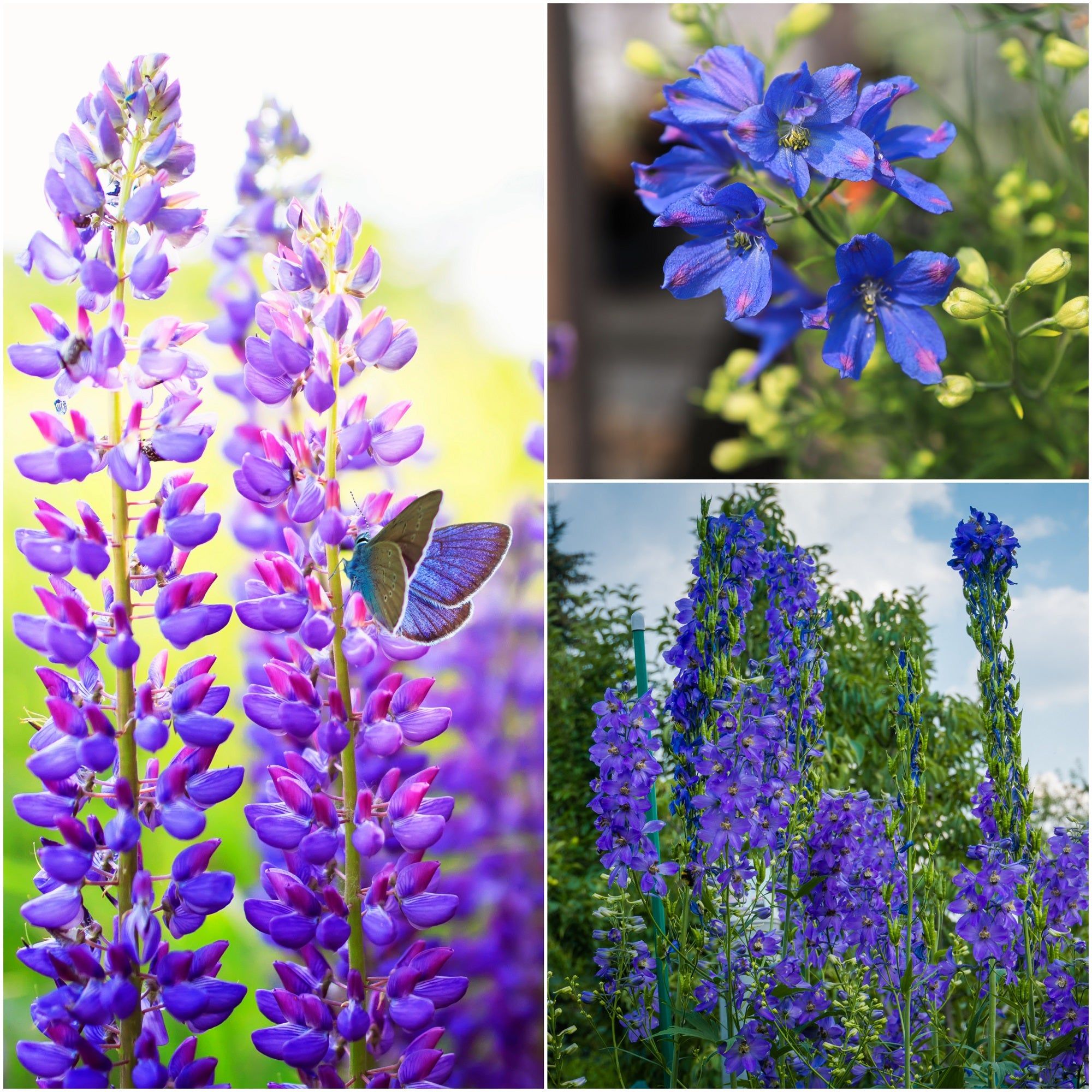 Delphinium - Blue Butterfly Dwarf seeds