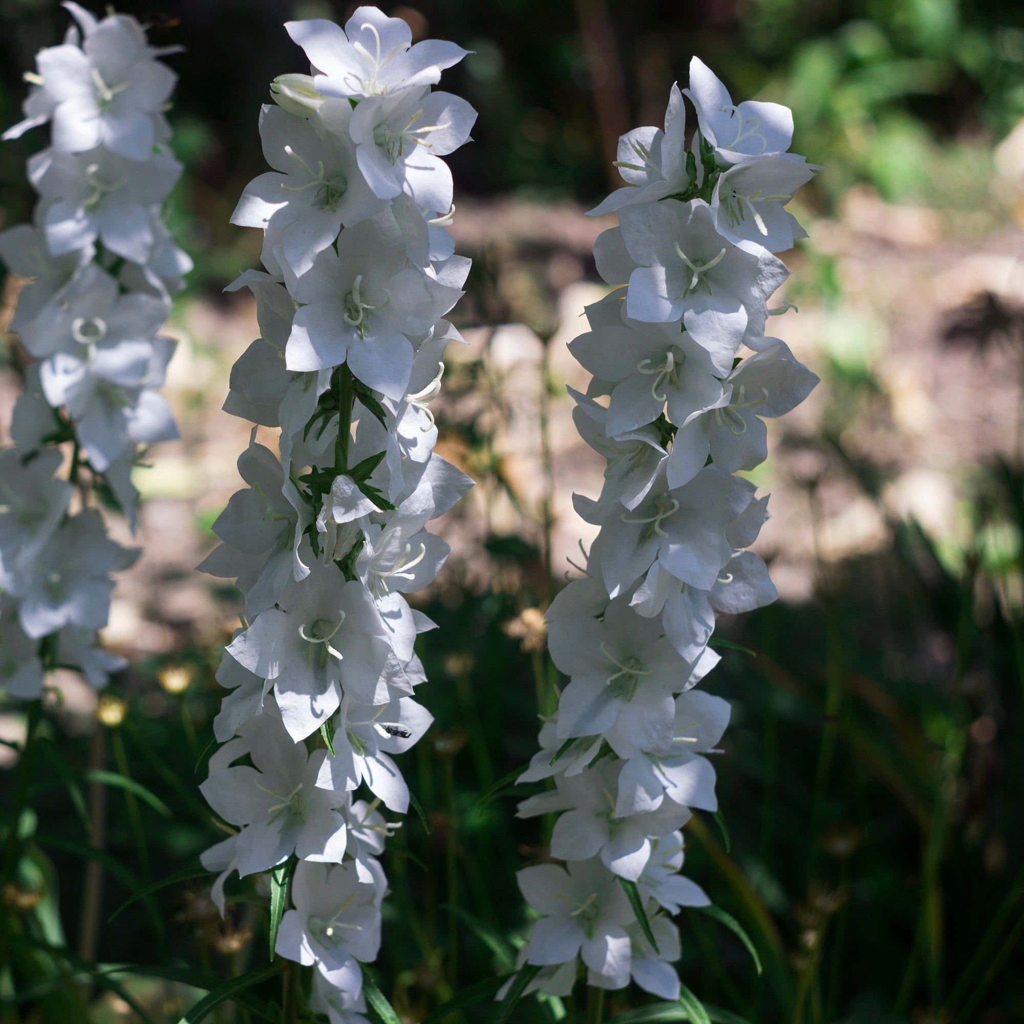 Delphinium - Casablanca seeds