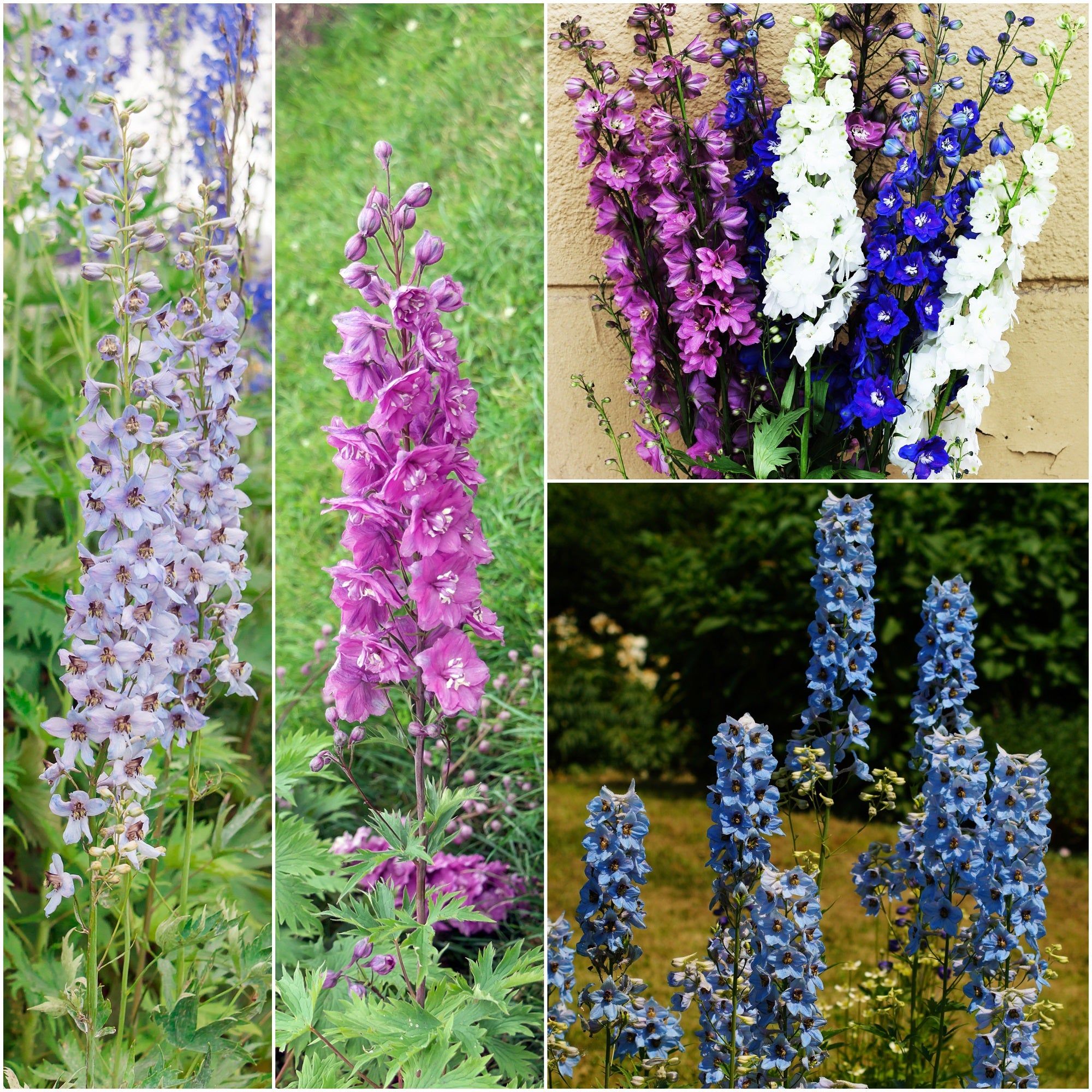 Delphinium - Conneticut Yankees seeds