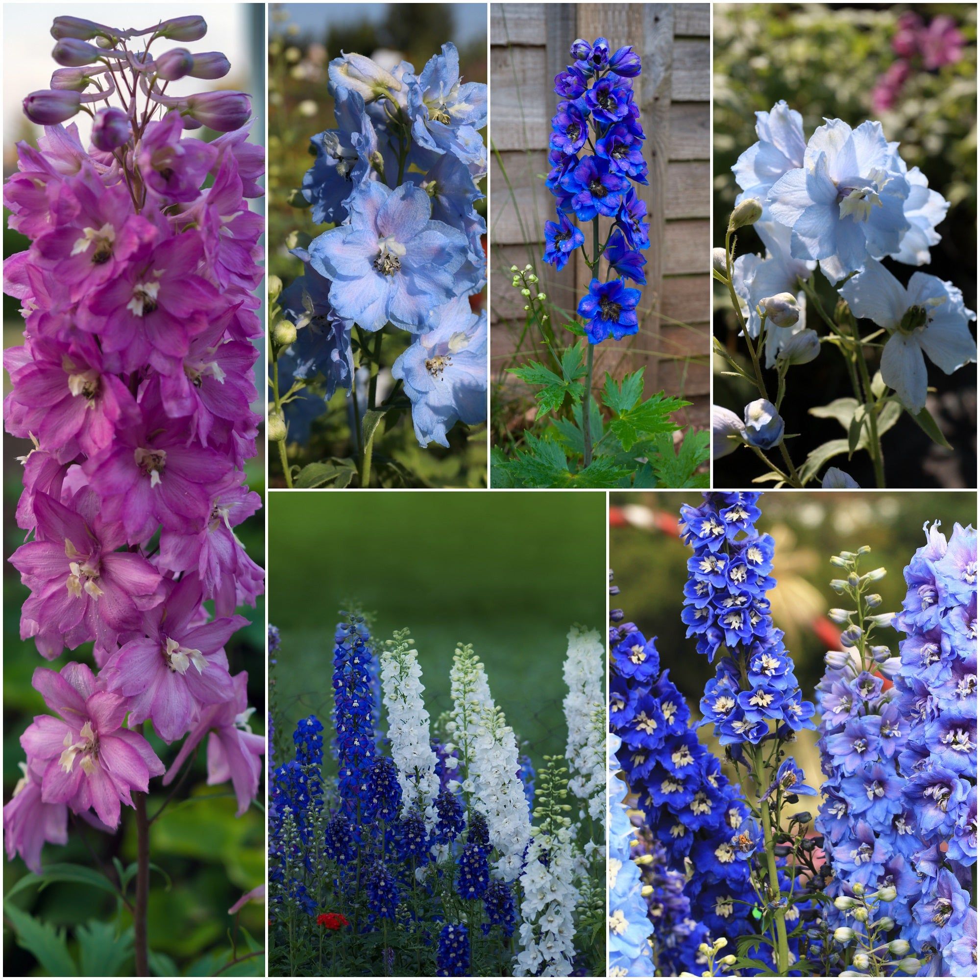 Delphinium - Pacific Giants Mix seeds