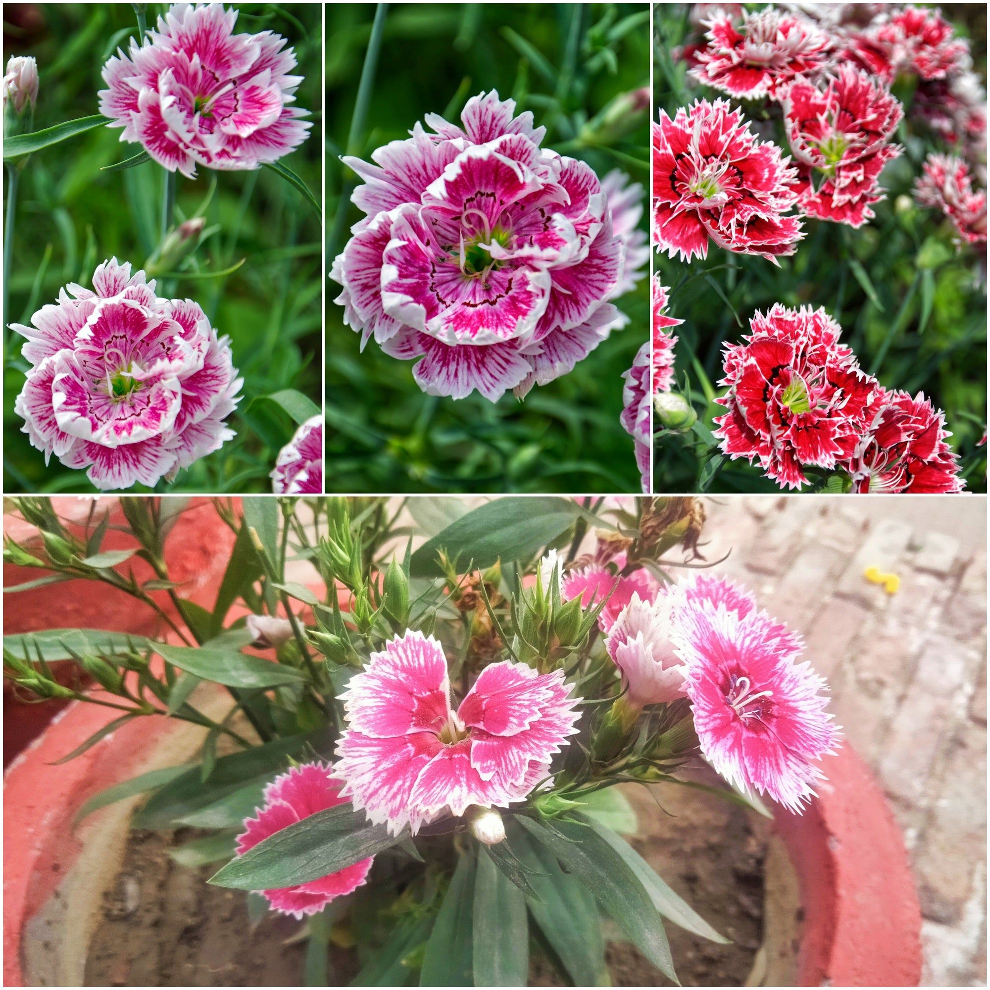 Dianthus - Gaiety Double Mix seeds
