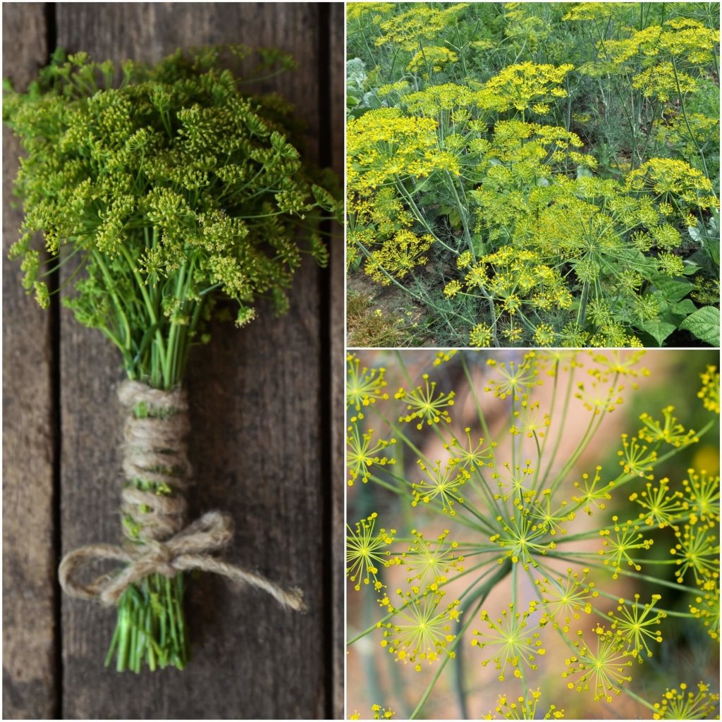 Dill - Bouquet seeds - Happy Valley Seeds