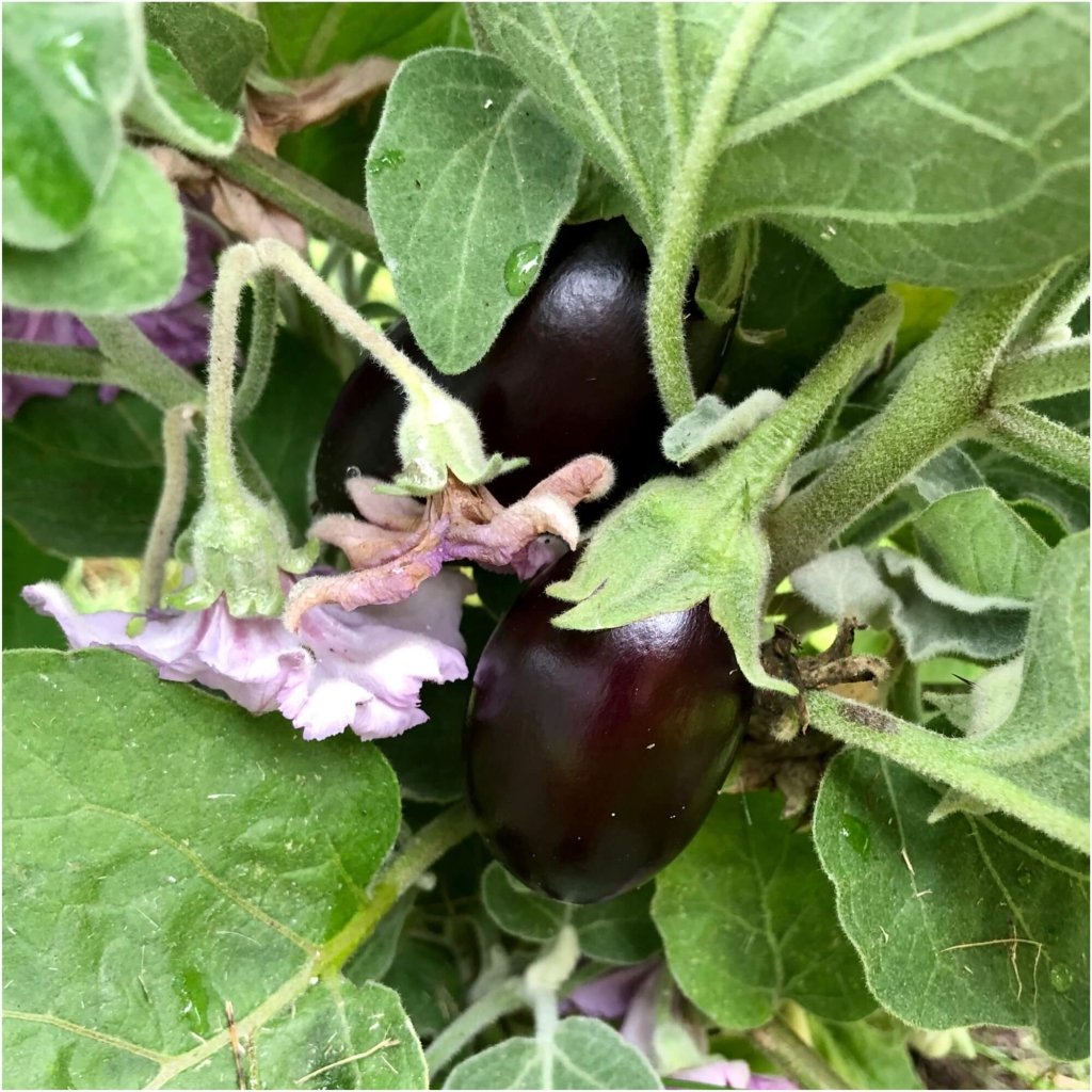 Eggplant - Kaberi F1 seeds - Happy Valley Seeds