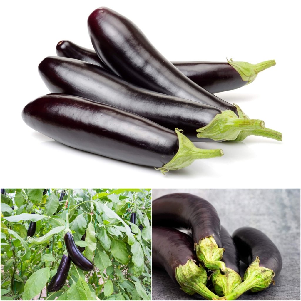 Eggplant - Lebanese F1 seeds - Happy Valley Seeds