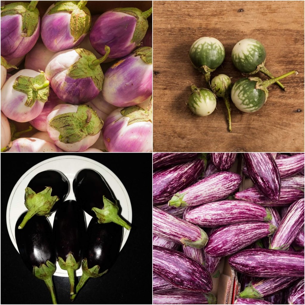 Eggplant Seeds
