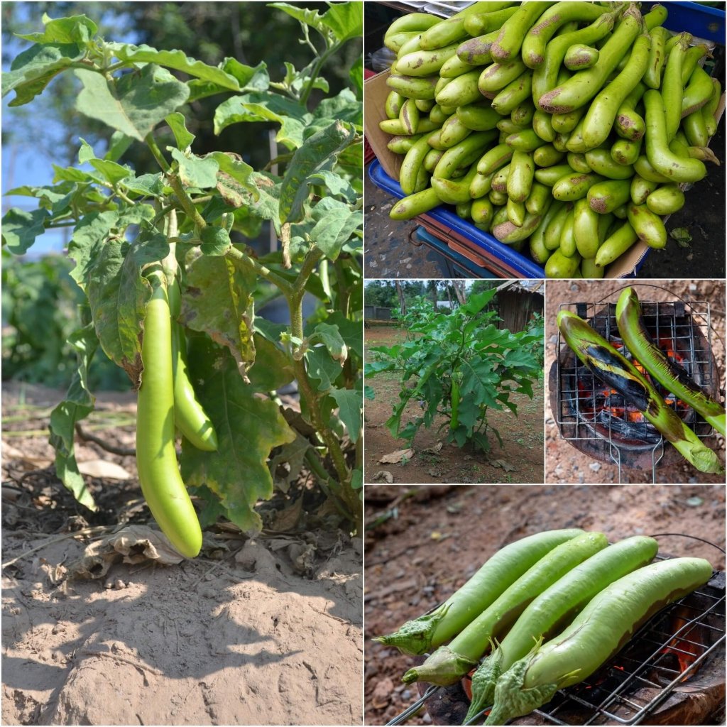 Eggplant