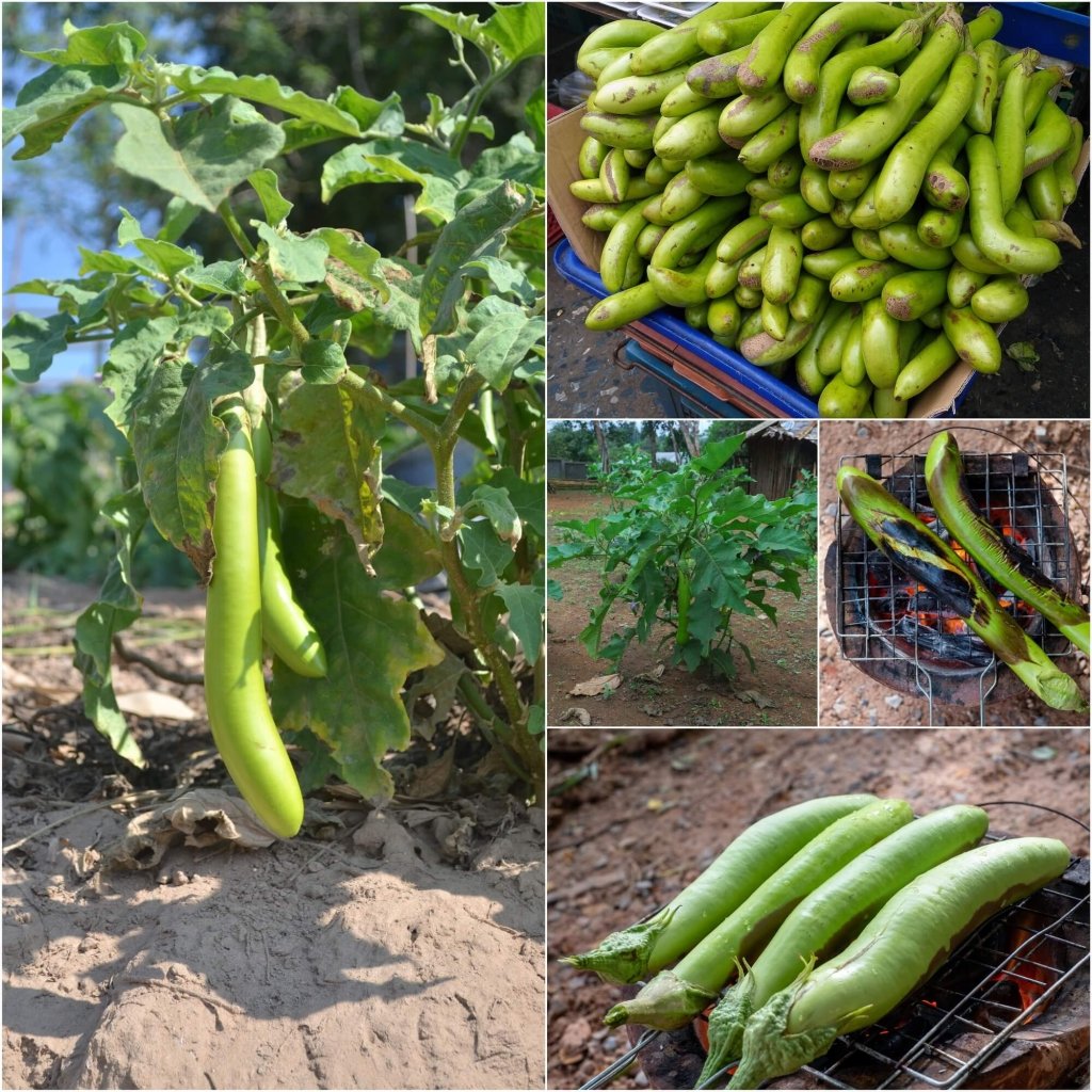 Eggplant - Thai Long Green seeds - Happy Valley Seeds