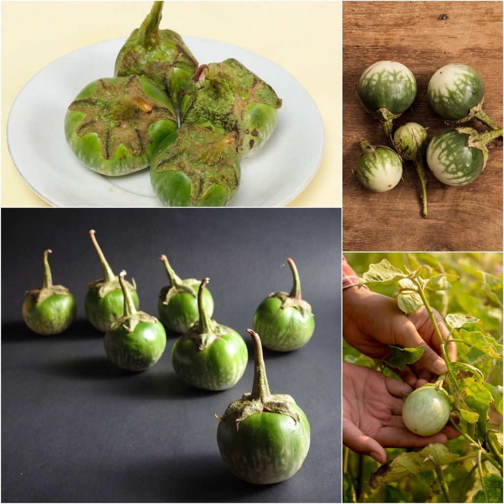 Eggplant - Thai Round Green seeds - Happy Valley Seeds