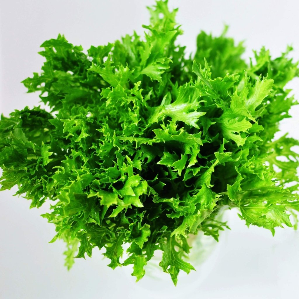 Endive - Green Curled Ruffec seeds - Happy Valley Seeds