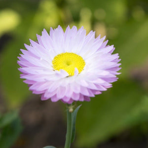 Everlasting Daisy - Bright Rose seeds