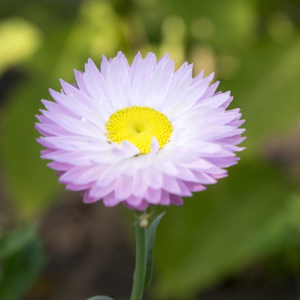 Everlasting Daisy - Bright Rose seeds - Happy Valley Seeds