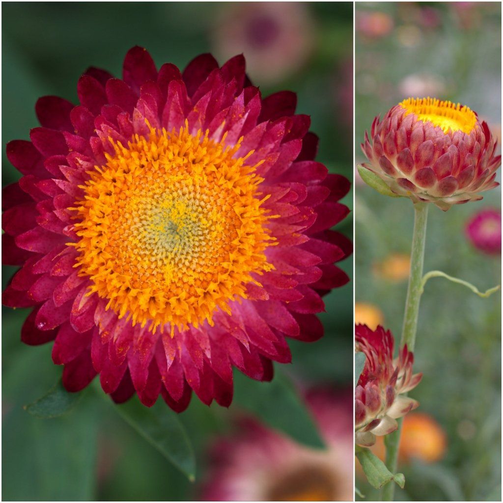 Everlasting Daisy - Copper Red seeds - Happy Valley Seeds