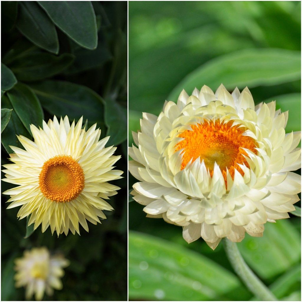 Everlasting Daisy - Lemon Yellow seeds - Happy Valley Seeds