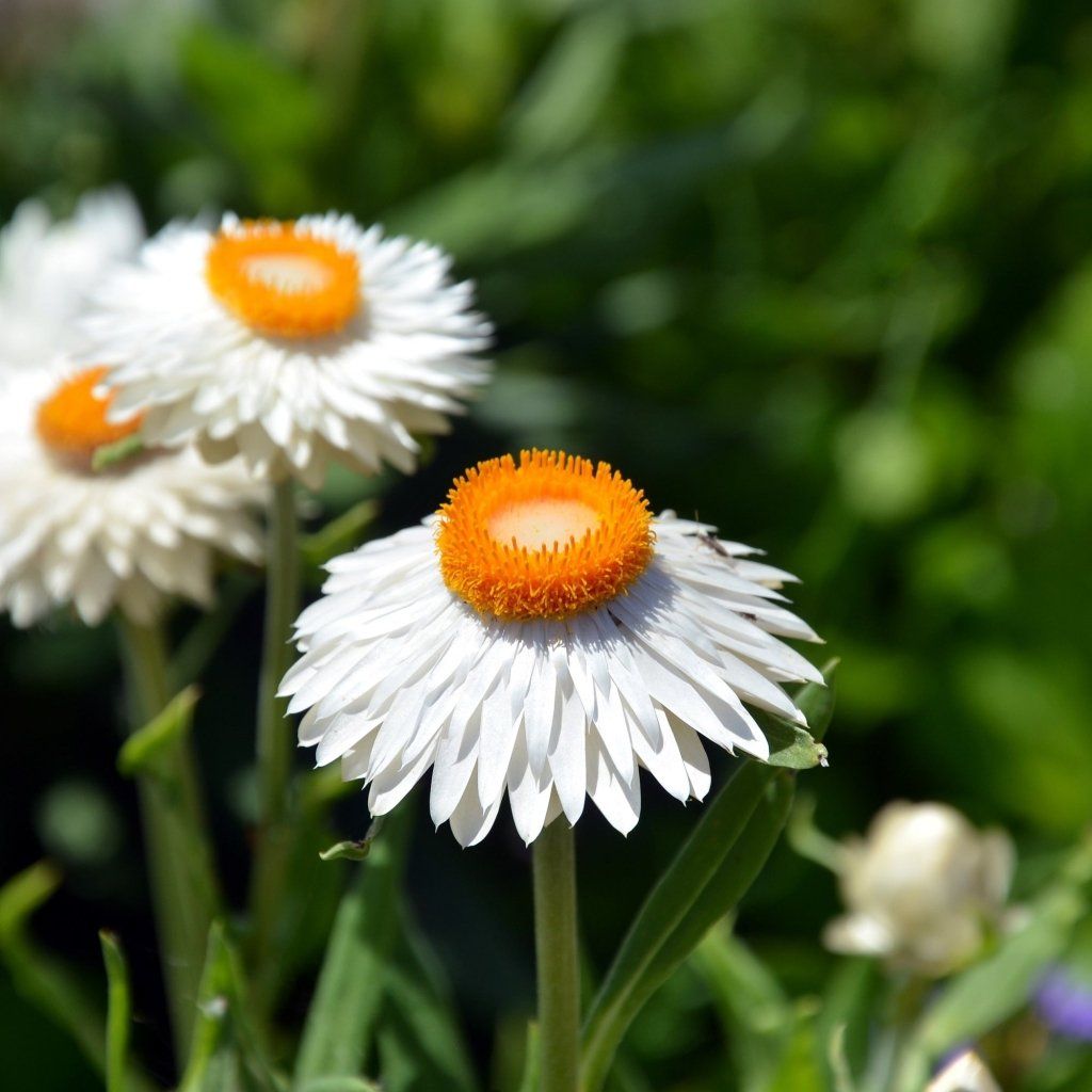 Everlasting Daisy - White seeds - Happy Valley Seeds