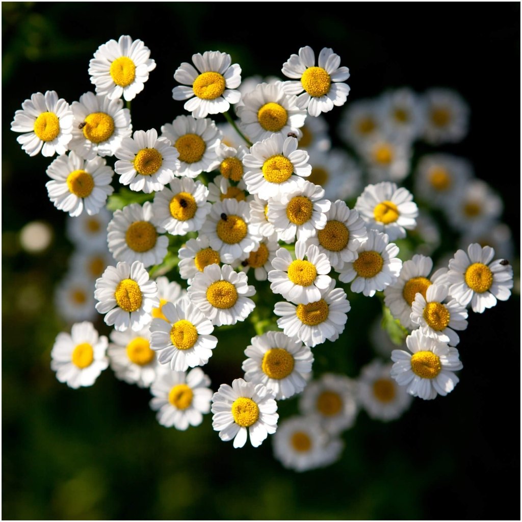 Feverfew seeds - Happy Valley Seeds
