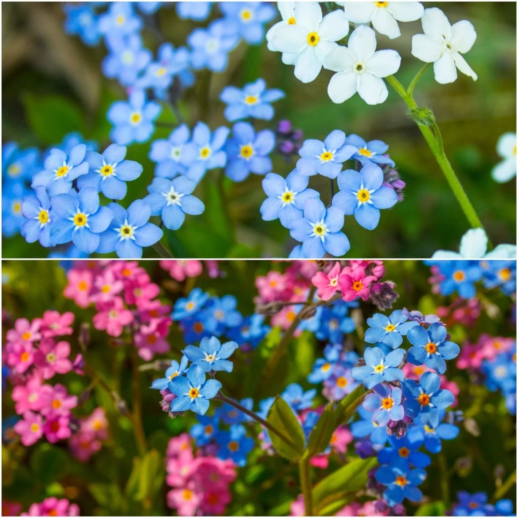 Buy Forget Me Not seeds Online