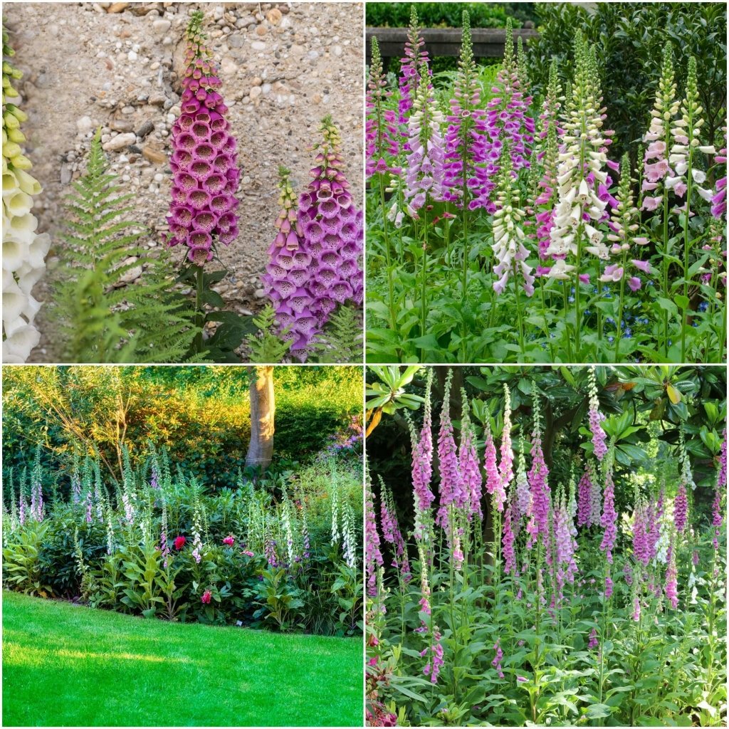 Foxglove - Excelsior Mix seeds - Happy Valley Seeds