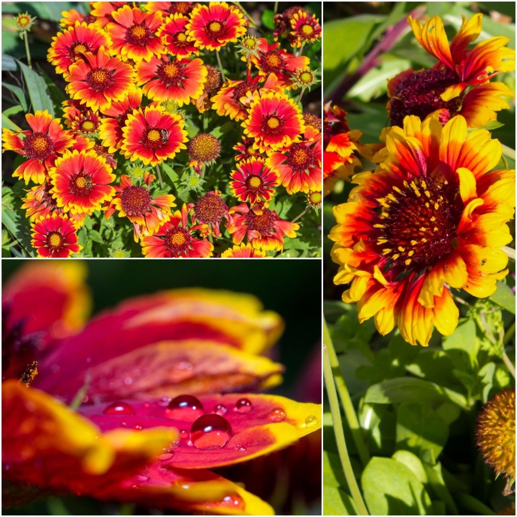 Buy Gaillardia Single Flowered Mixed seeds Online Happy Valley Seeds