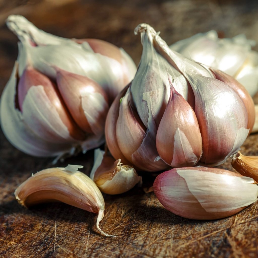 Garlic - Italian Red (2 Bulbs) - Happy Valley Seeds