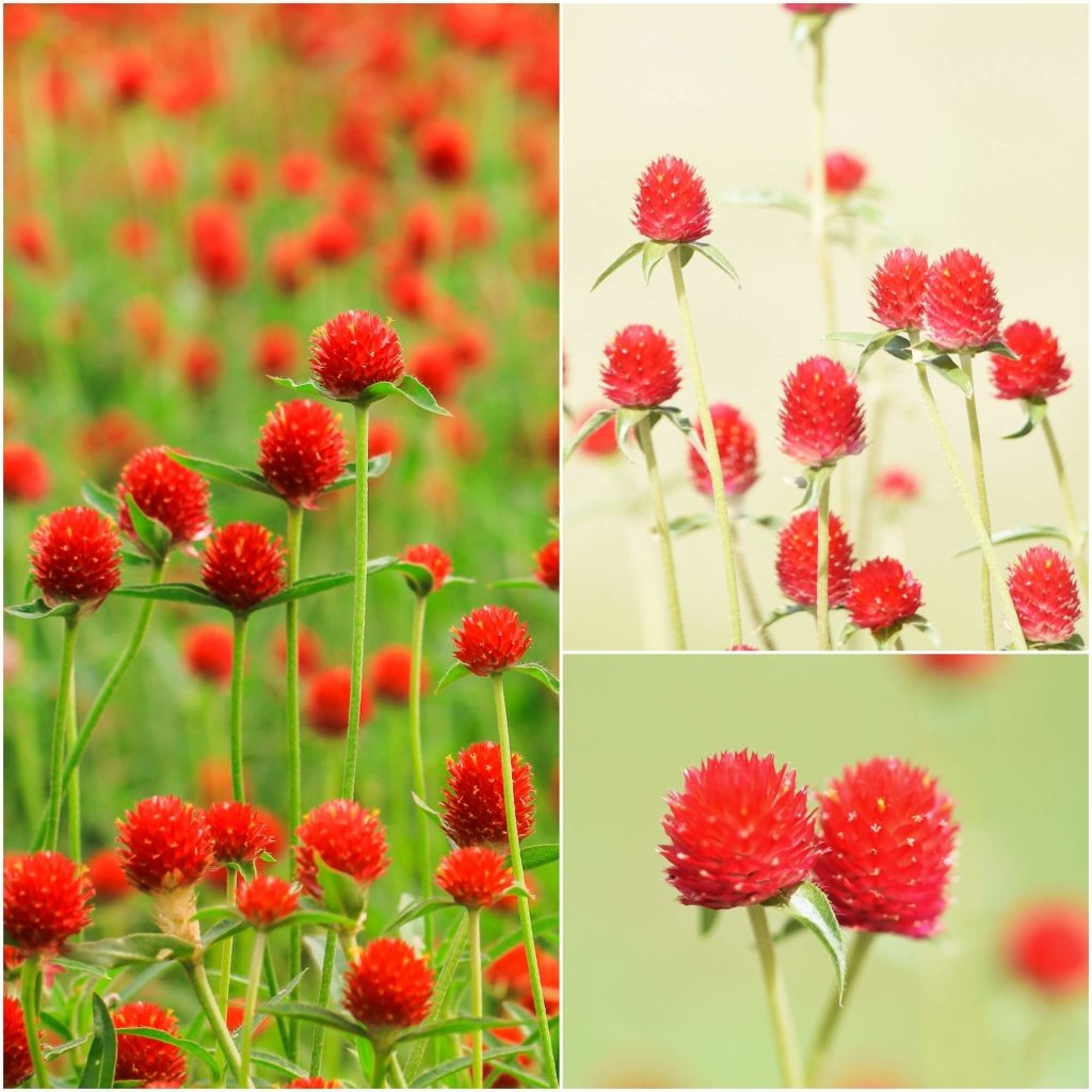 Globe Amaranth - Strawberry Fields seeds - Happy Valley Seeds