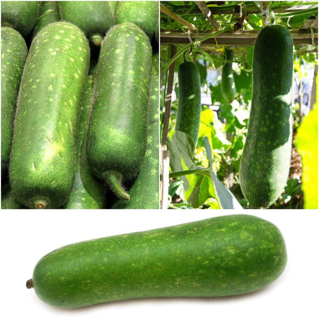 Gourd - Lai Jud F1 seeds - Happy Valley Seeds