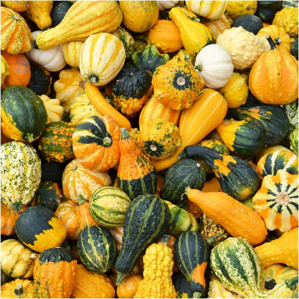 Gourd - Small Warted Professional Mix seeds - Happy Valley Seeds