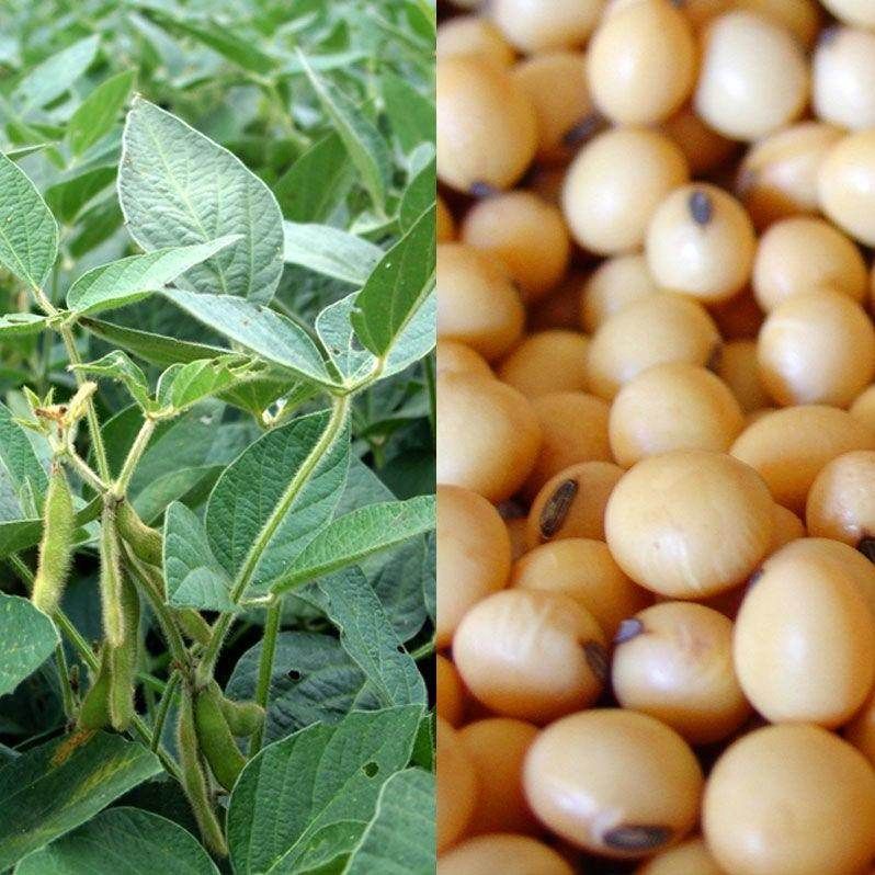 Green Manure – Soybean seeds