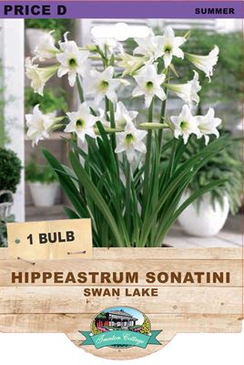 Hippeastrum Sonatini Swan Lake (Pack of 1 Bulb) - Happy Valley Seeds