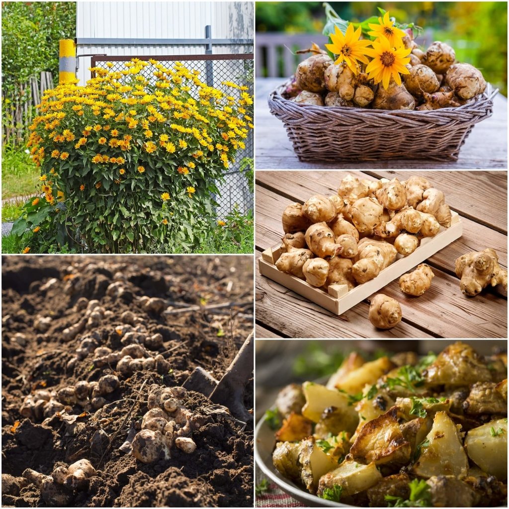 Buy Jerusalem Artichoke (Pack of 2 Tubers) Online Happy Valley Seeds