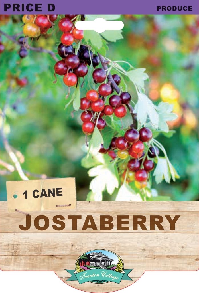 Jostaberry (Pack of 1 Cane) - Happy Valley Seeds