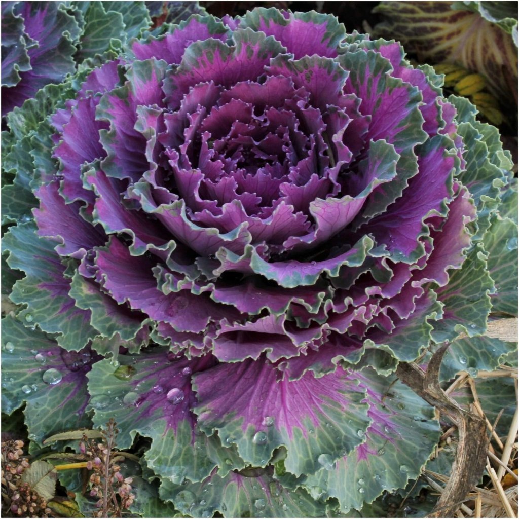 Kale - Garnish Red F1 seeds - Happy Valley Seeds