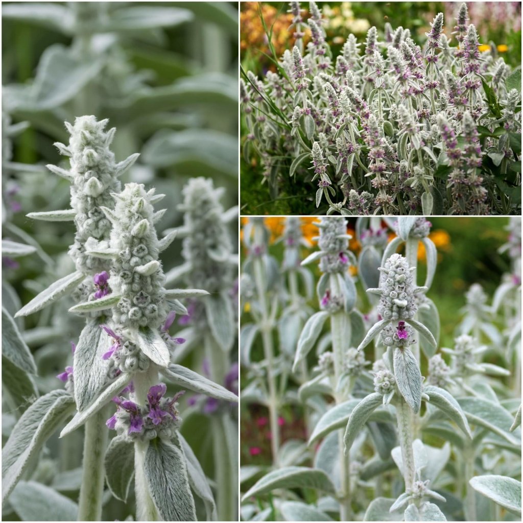 Lamb's Ear - Deep Rose seeds - Happy Valley Seeds