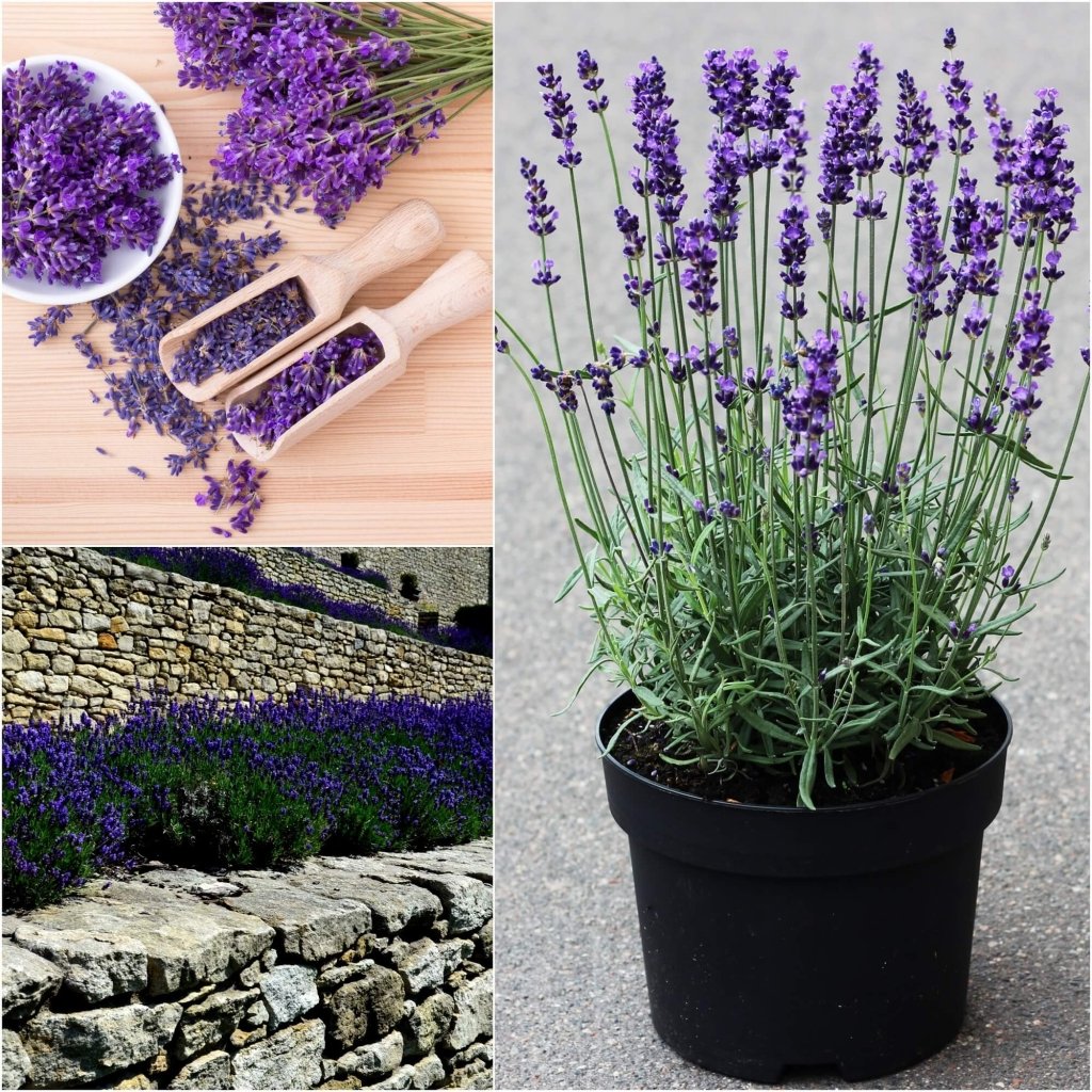 lavender plants australia Lavender True Seeds