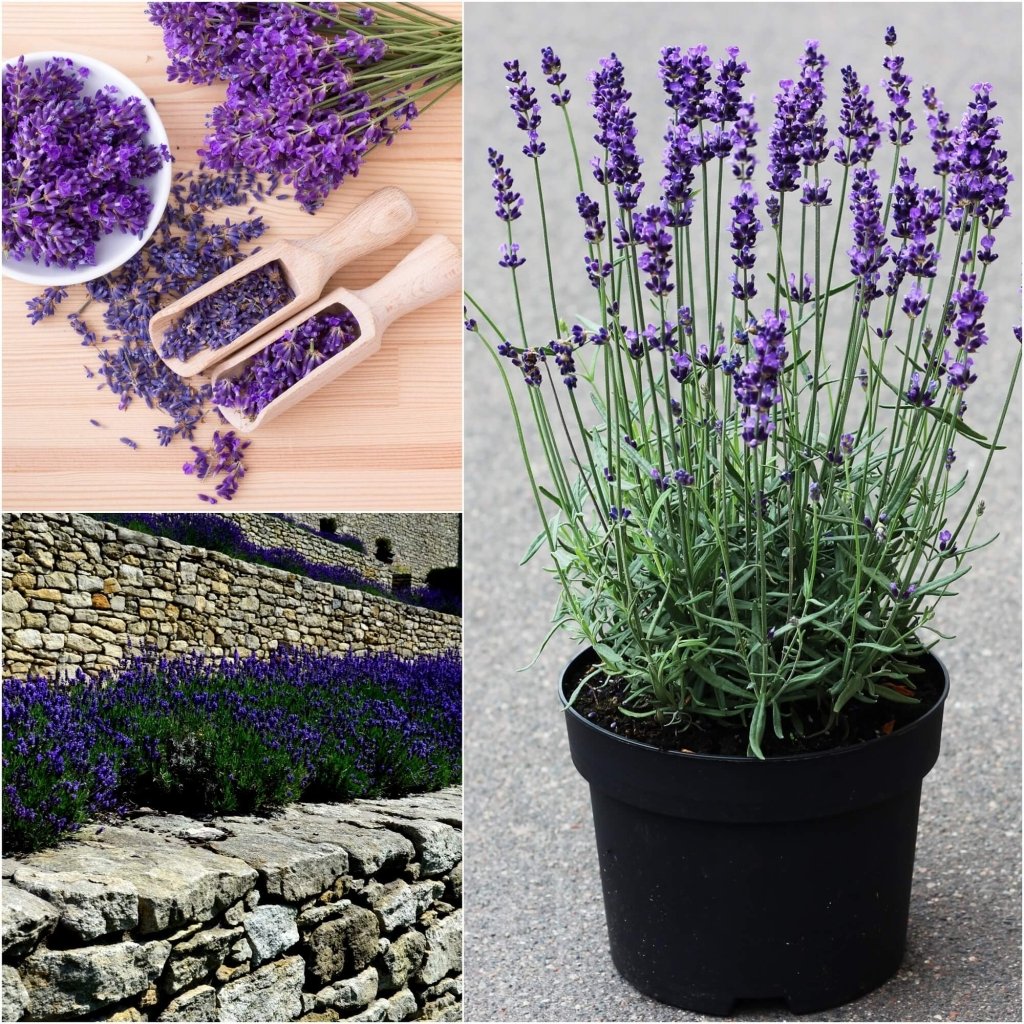 Lavender - True seeds - Happy Valley Seeds