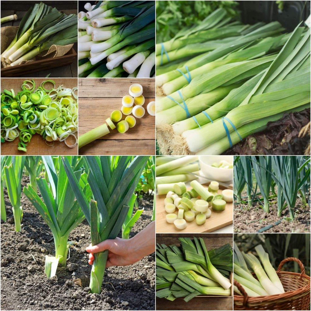 Leek - Heirloom Mix seeds - Happy Valley Seeds