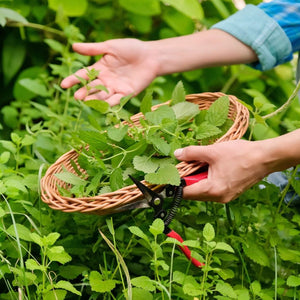 Lemon Balm seeds