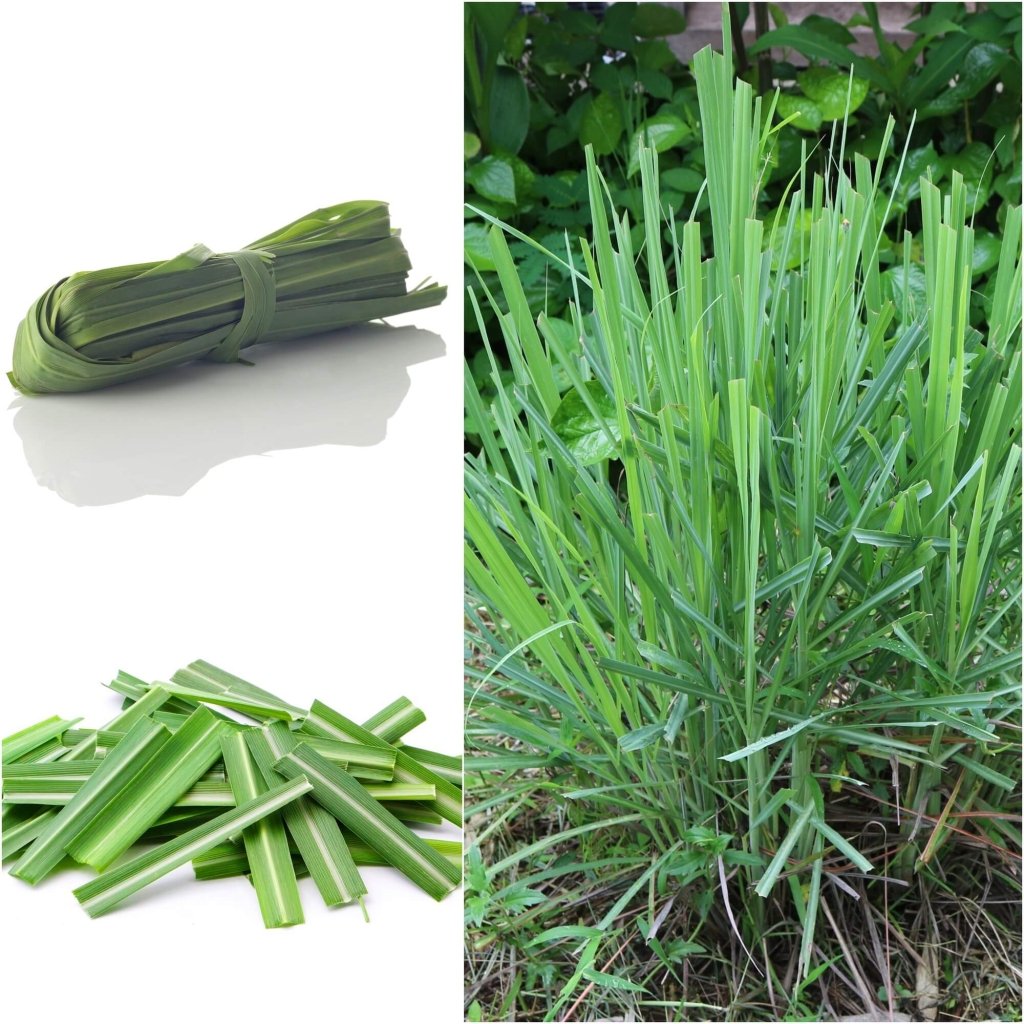 Lemon Grass seeds - Happy Valley Seeds