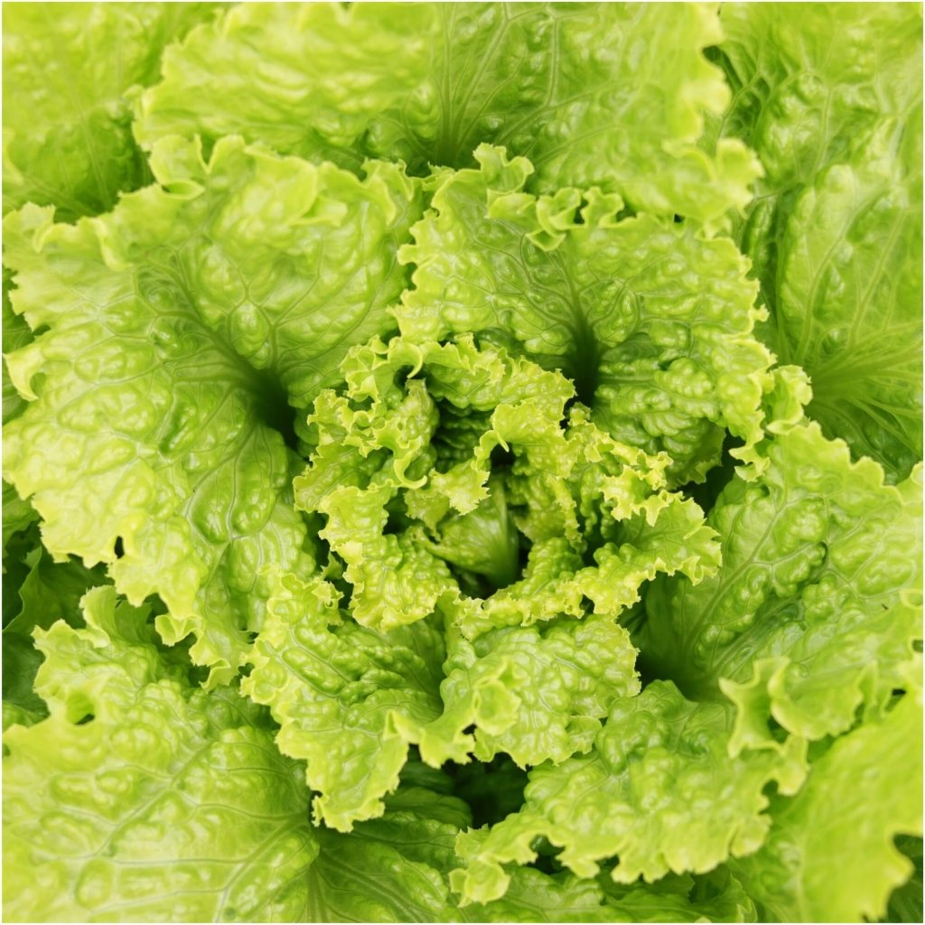 Lettuce - Australian Yellow seeds - Happy Valley Seeds
